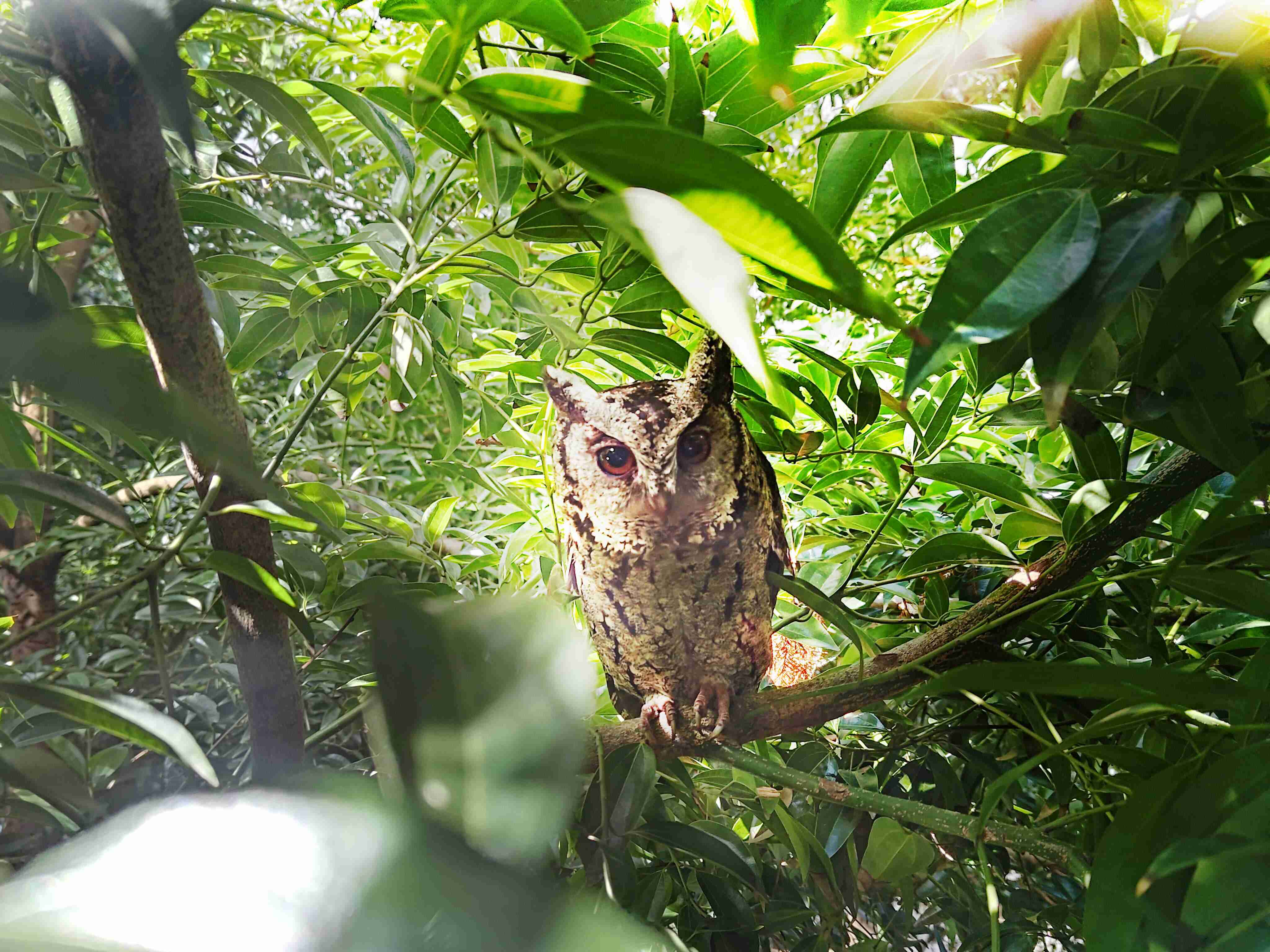 冰球突破致力提倡净零绿生活，，，，16年以来在全球各厂区植树逾百万棵，，，造就各厂区树木蔚然成林，，，，犹如森林工厂，，成为许多生物的栖息地